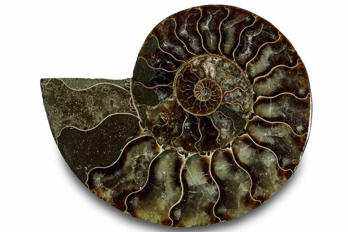 Cut & Polished Ammonite Fossil (Half) - Madagascar #323319